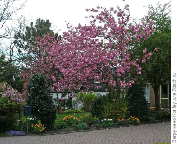 А можно просто посадить сакуру или декоративную сливу, добавить 3-4 декоративных куста, 2-3 сорта тюльпанов и пару почвопокровников. Да, забыл, ещё газон каждую неделю стричь надо ))))