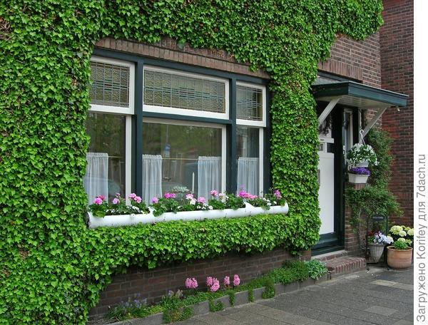 самые разнообразные герани у них тоже в почете