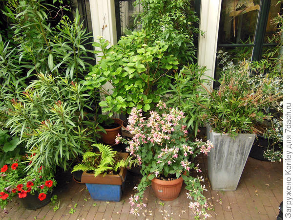 Вариант тоже, когда совсем нет дворика и совсем узкая улочка, но кто хочет - тот всегда найдет место и возможность