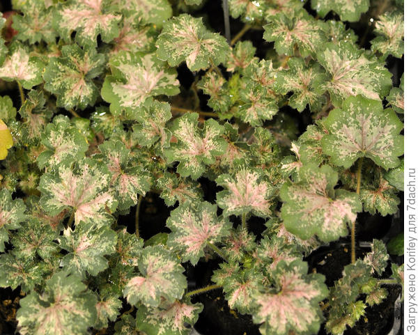 Гейхера Dew Drops