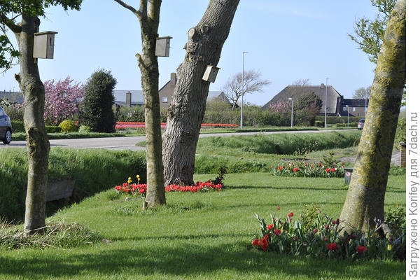 Обратите внимание, сколько скворечников только в одном дворе. И тюльпаны тоже вокруг каждого дерева, хотя вокруг их вон везде целые поля насажены