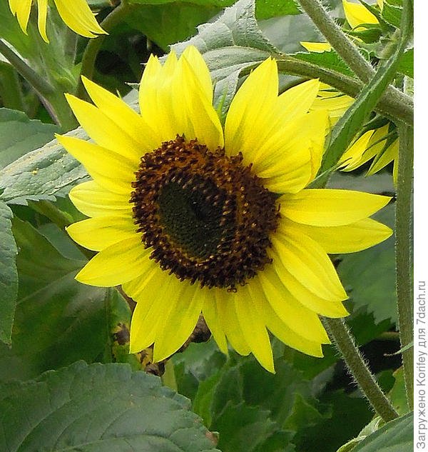 Сорт Луна и Солнце