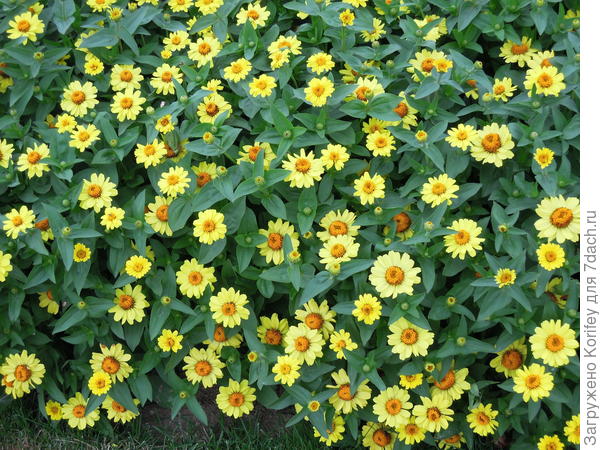 Тоже компактная