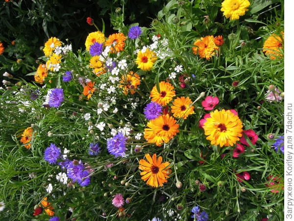 Васильки на цветущем газоне