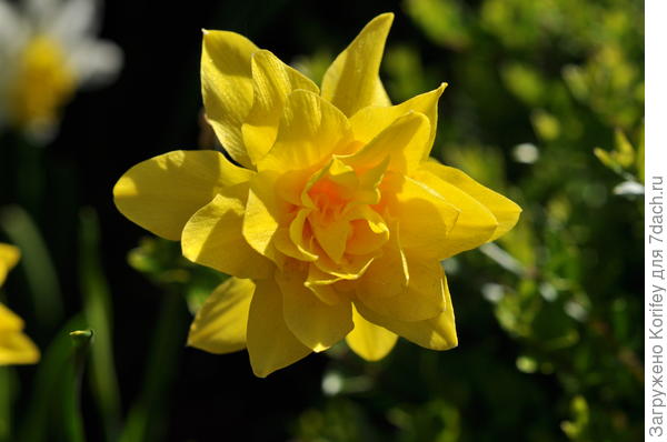 Сорт Dick Wilden