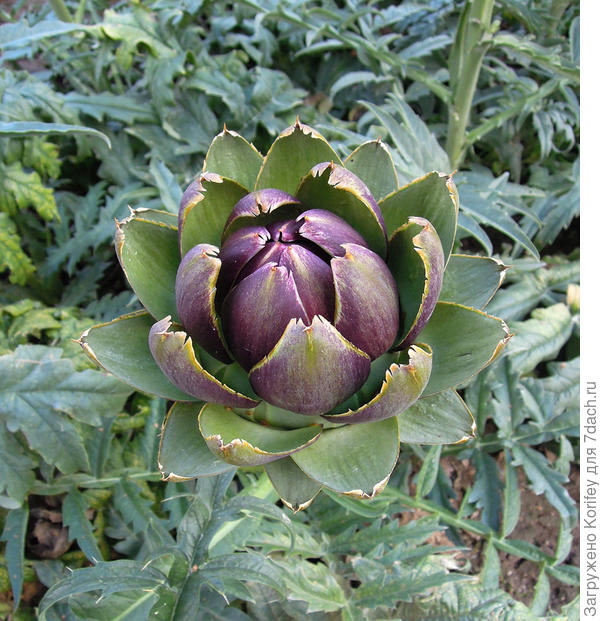 Бутон артишока, как раз и есть диетический продукт