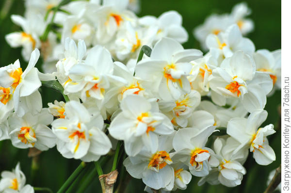 Сорт Cheerfulness