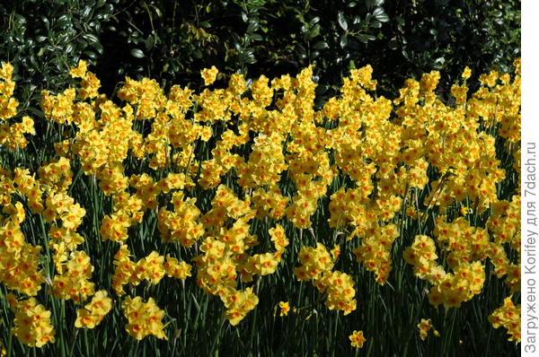 Сорт Golden Dawn