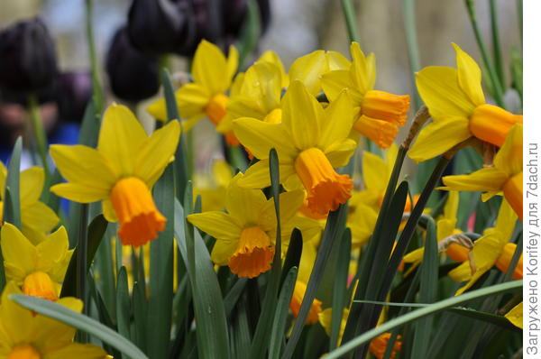 Карликовый сорт Jetfire