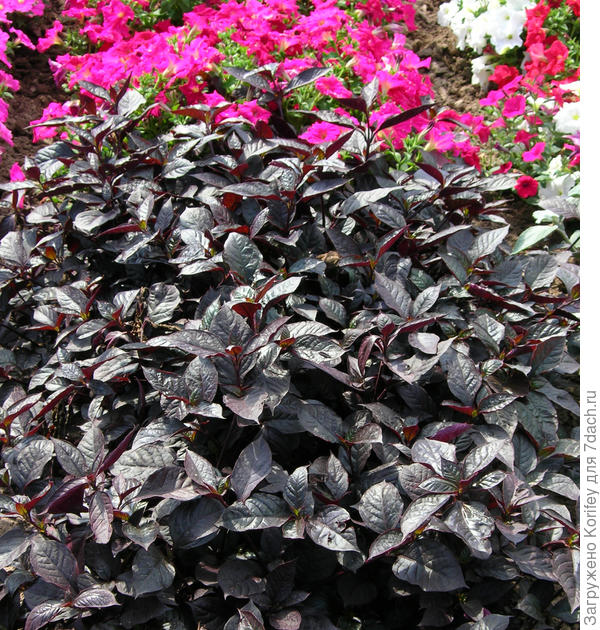 Альтернантера Purple Knight