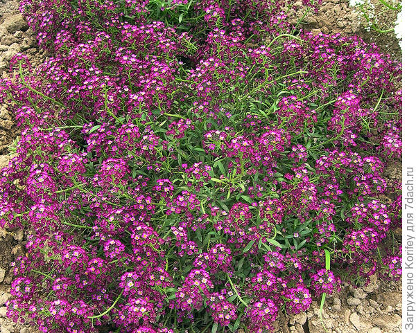 Серия Ралли пурпурный