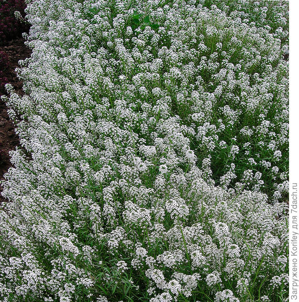 Аллисум Ванильное облако