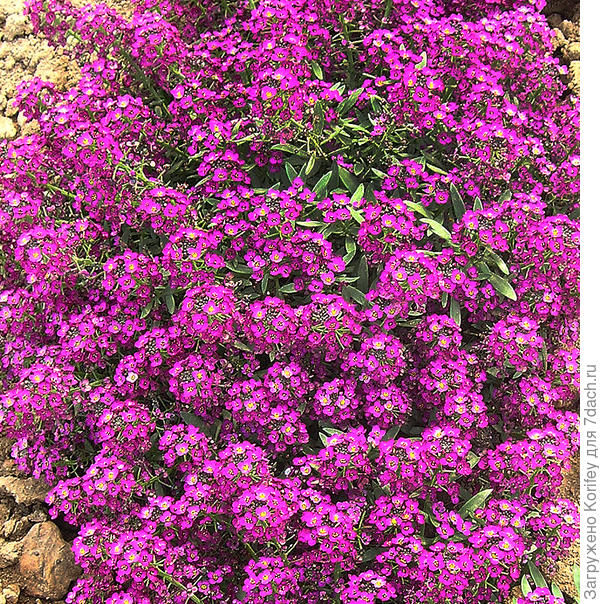 Сорт Истер Боннет Виолет или фиолетовый