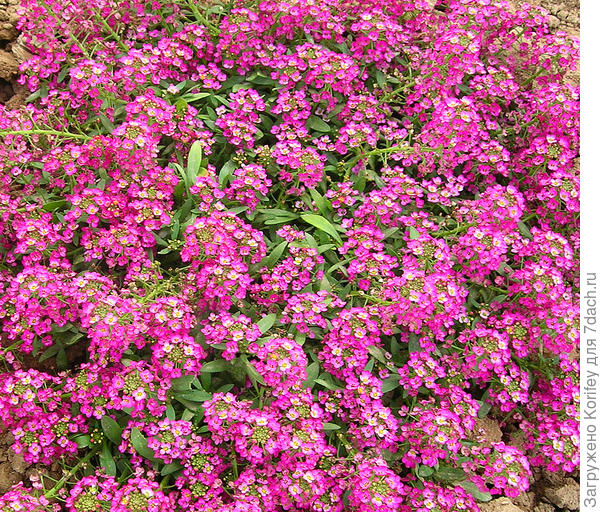 Просто Рози (розовый)