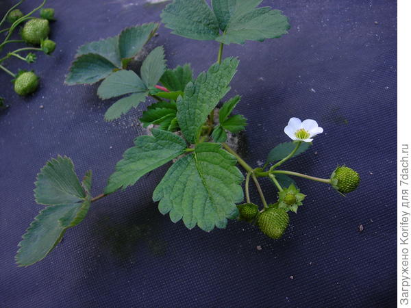 Начало цветения и первые ягоды