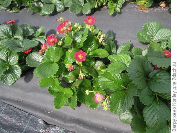 Красноцветковые сорта