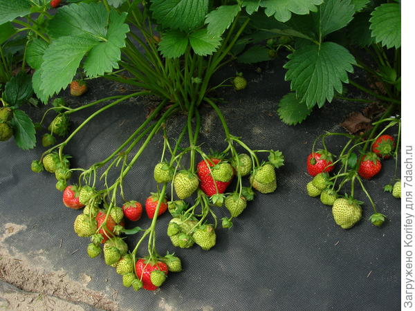 Начало созревания урожая