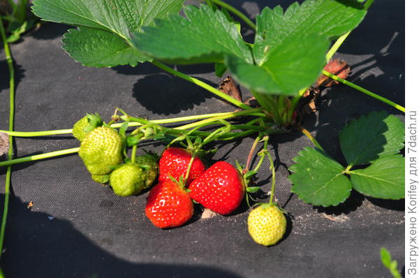 Первый урожай в первый год посадки