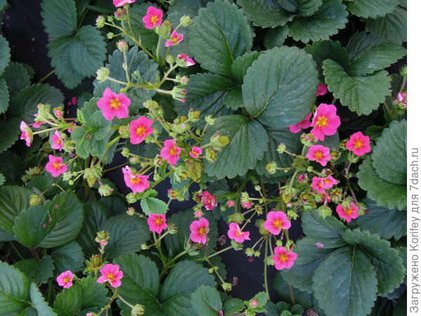 Она же в стадии бурного цветения