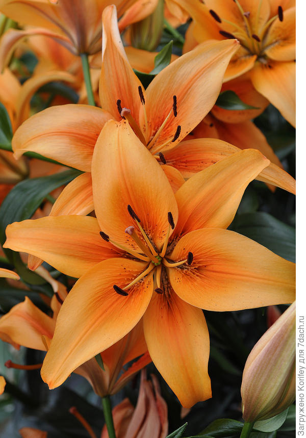 И с этим АОА гибридом примерно такая же история. В июне 2016 г он ещё числился под номером Lilium AOA 15