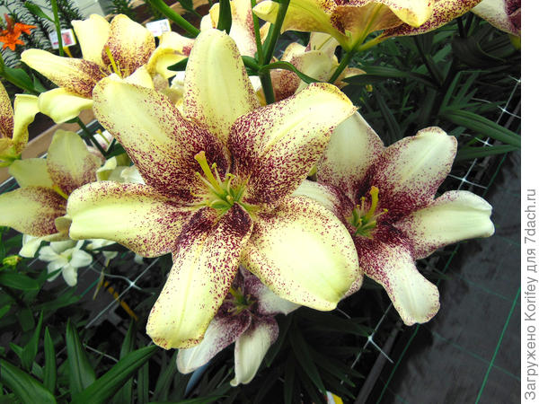 Номерная безпыльцовая лилия S6