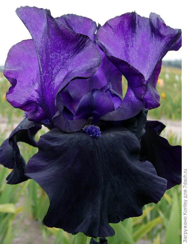 Сорт Black Dragon, Черный Дракон, высокий, крупный, ароматный
