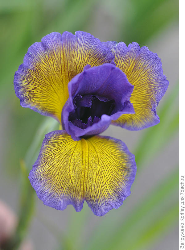Iris spuria, сорт Nothern Moss