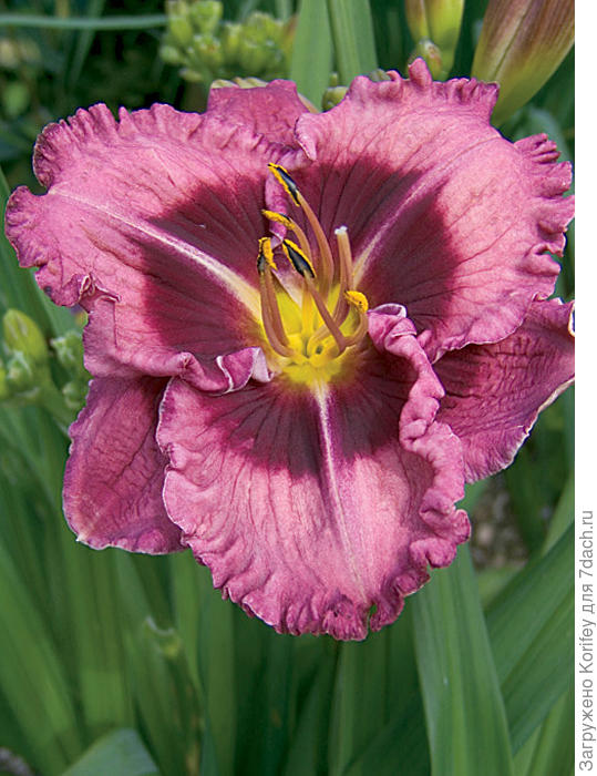 Сорт Макбет