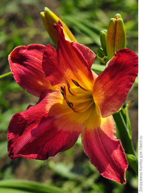 Ранне-цветущий сорт Time Lord