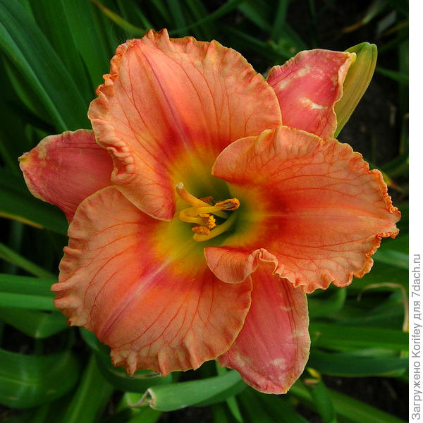 Сорт Wild Mustang