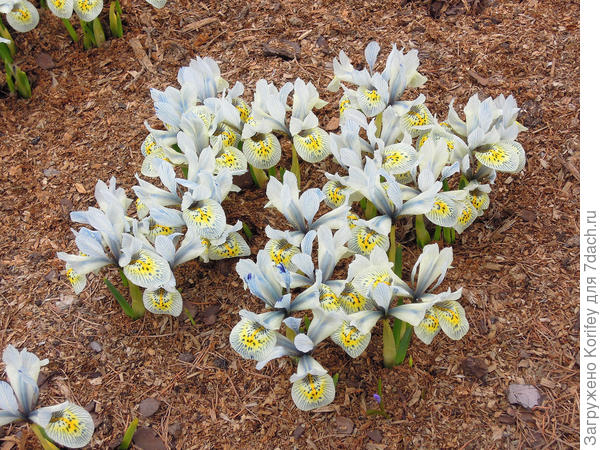 Сетчатые (ранние) луковичные ирисы
