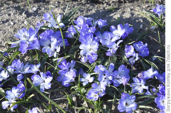 Чилийские крокусы