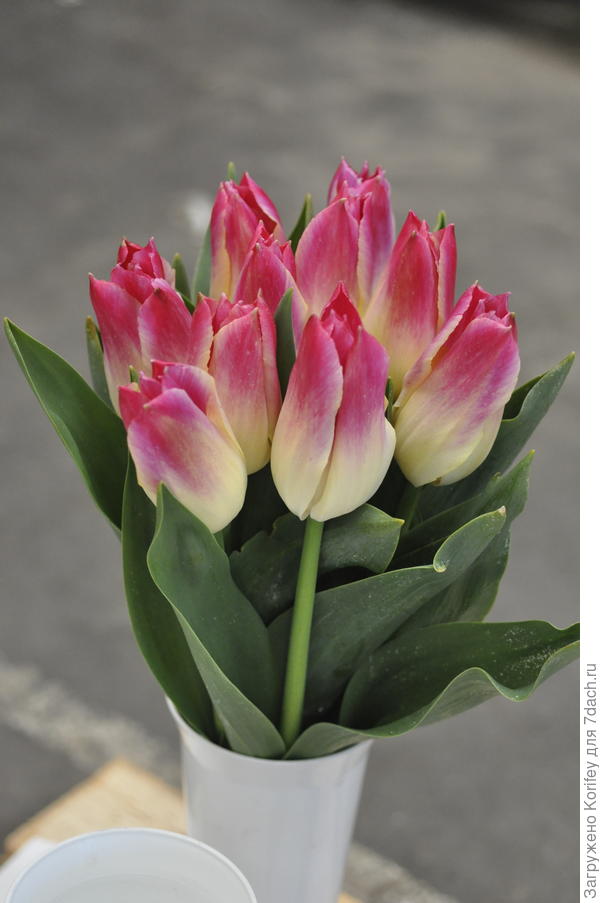 Сорт  Whispering Dream