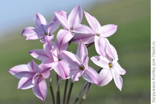 Букетик из розовых ифейонов