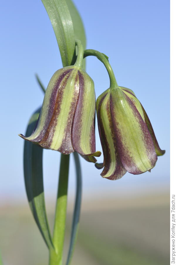 Фритиллярия