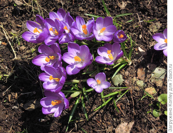 Десяток ранних крокусов, а уже нарядная куртинка получилась