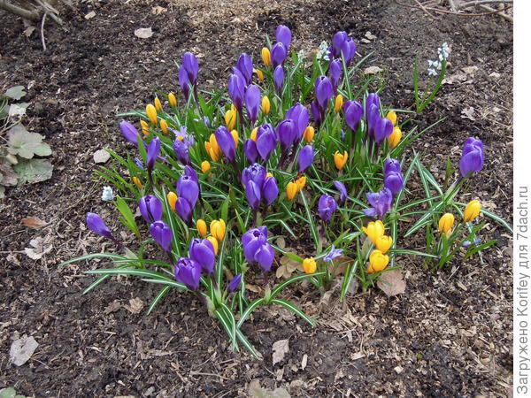 Куртинка с крокусами