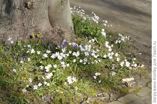 Куртинка с мускари и ифейонами
