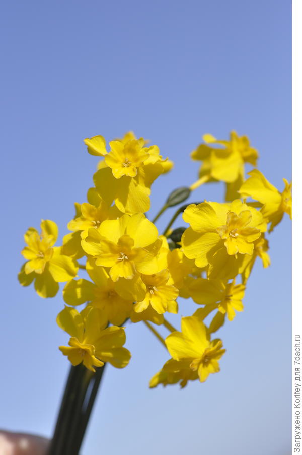 Букет из миниатюрных нарциссов