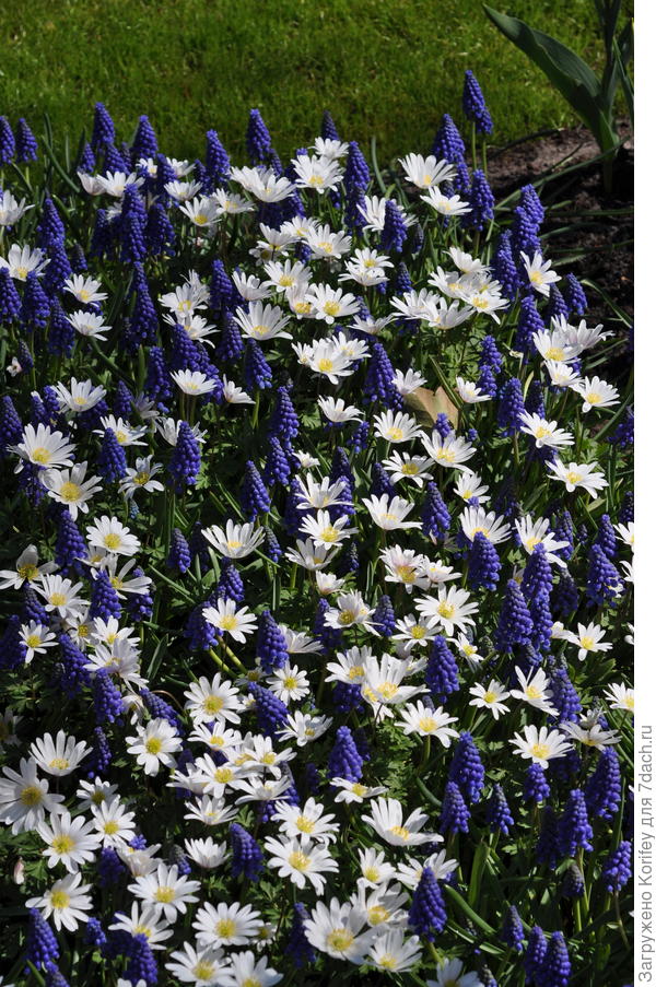 И белая форма анемоны с синими мускари