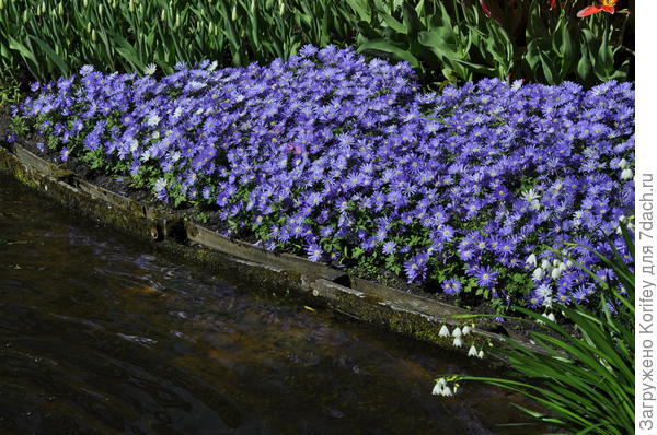 Голубая форма анемоны нежной