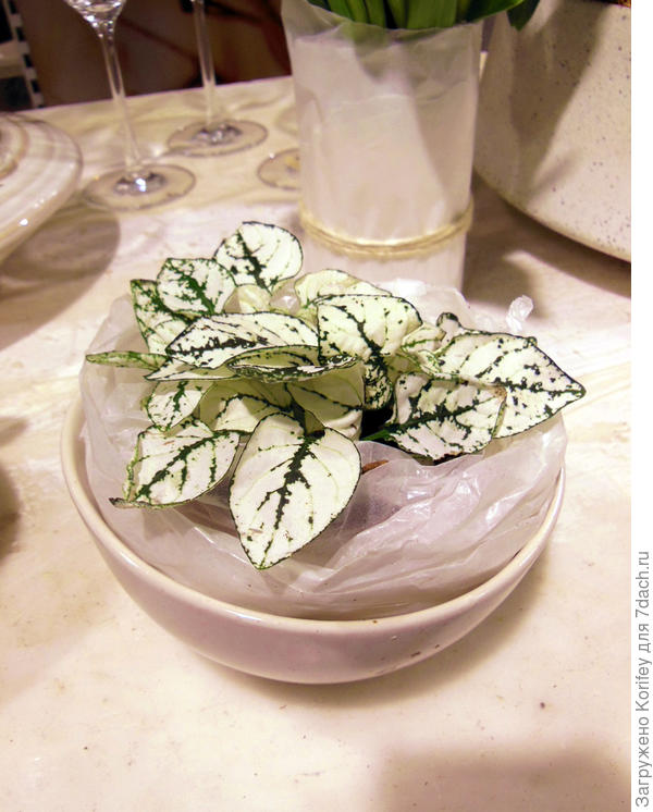 Одно-единственное красивое контрастное растение и за столом уже совсем другое настроение