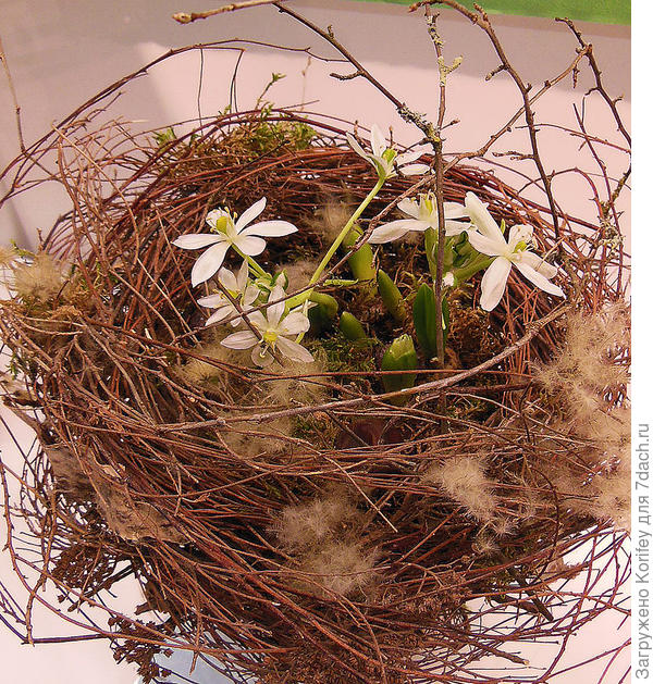 Первоцветы в гнезде их обычных гибких веток, припорошенных немного пухом или шерстью