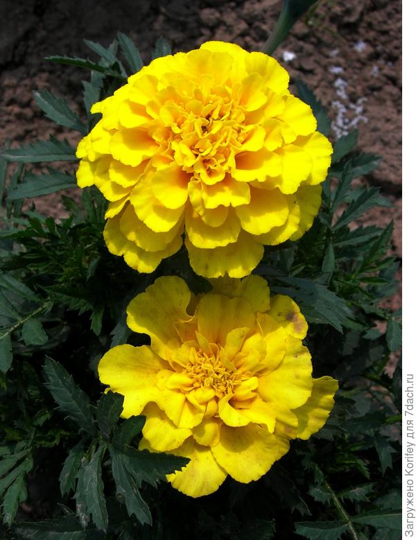 Сорт Золотой Призер