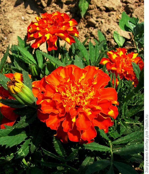 Сорт Болеро