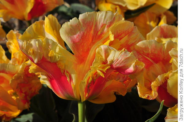 Он же, вид сбоку