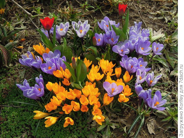 Тюльпан Шоувиннер и крокусы, 19 апреля 2012 г.