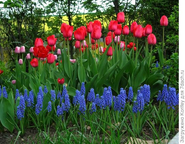 Не просто ранние тюльпаны, а самые настоящие Дарвиновы гибриды, цветут обычно под 9 мая, тоже &quot;подрисованные&quot;, 2008 год