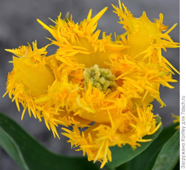 Но мне сорт Business Class нравится гораздо больше