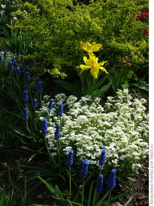 Мускари на фоне арабиса, на заднем плане тюльпаны, некоторые даже уже отцвели раньше мускари ))))). Ясное дело, что подрисованные )))))
